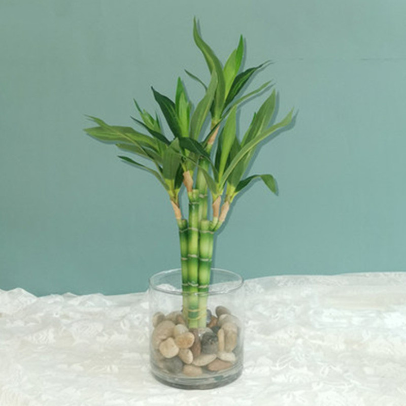 New 40cm Artificial Lucky Bamb - Echeveria Succulent ulasan dan harga