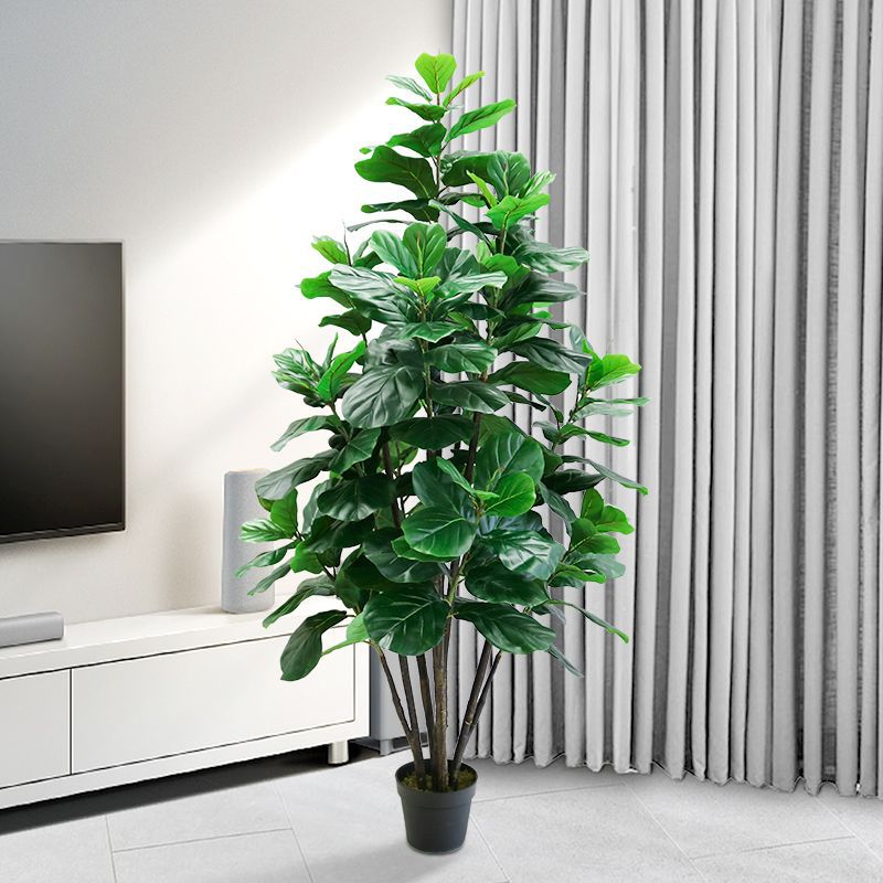 35-150cm Tropical Tree Large F - Ficus Lyrata Tree ulasan dan harga