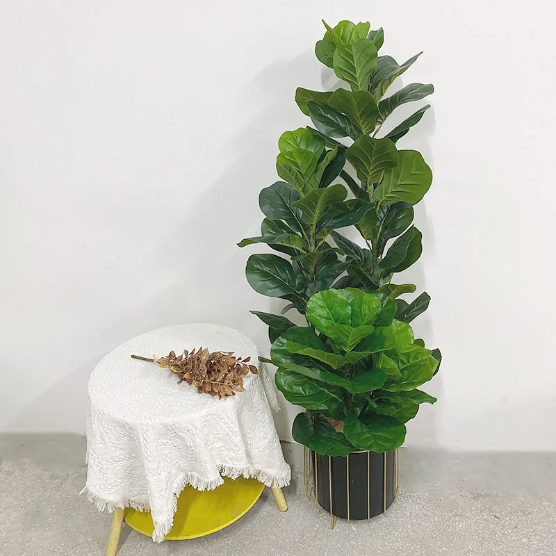 35-150cm Tropical Tree Large F - Ficus Lyrata Tree ulasan dan harga