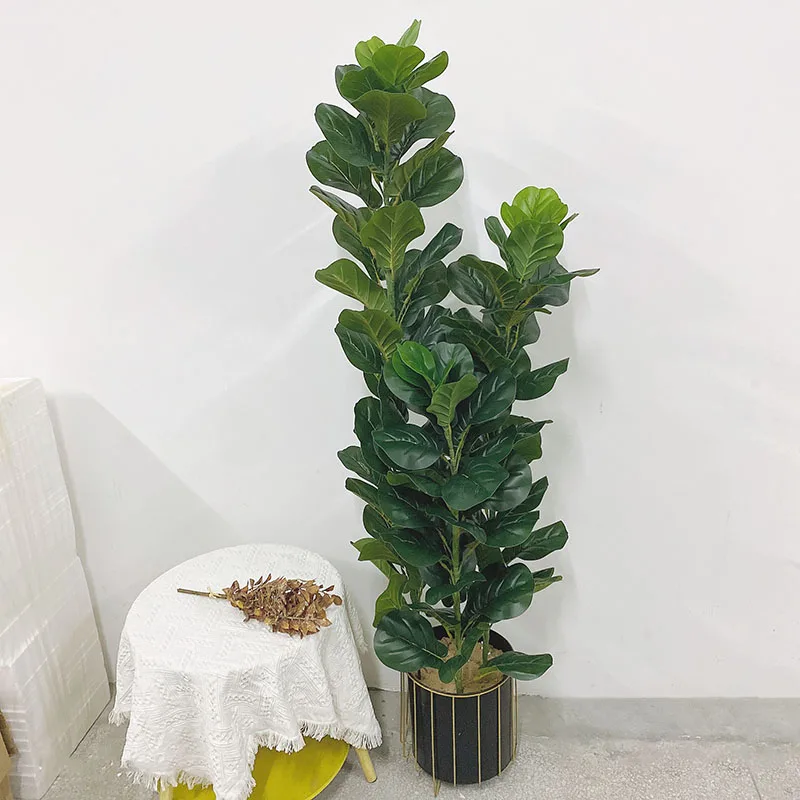 35-150cm Tropical Tree Large F - Ficus Lyrata Tree ulasan dan harga
