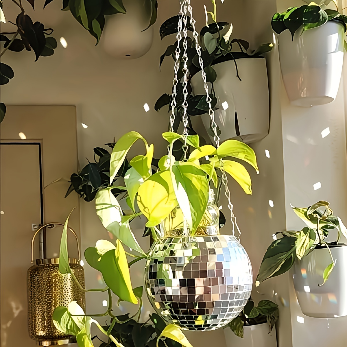 Disco Mirror Ball Hanging Flow - Echeveria Succulent ulasan dan harga